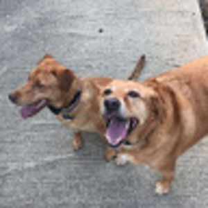 Meet your Posher, Lily